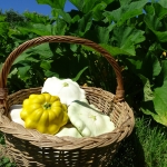 Vegetables from the garden