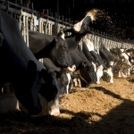 Feeding the dairy cows