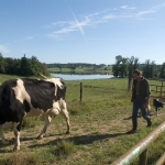 Bringing the cows in for milking