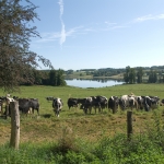 The dairy cows outside in the field