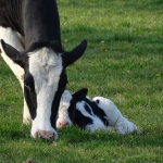 The newborn calf