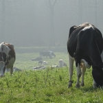 Les vaches au pâturage