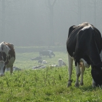 Grazing dairy cows