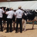 Dairy show Chabanais 2017