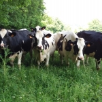 Dry cows enjoying fresh grass